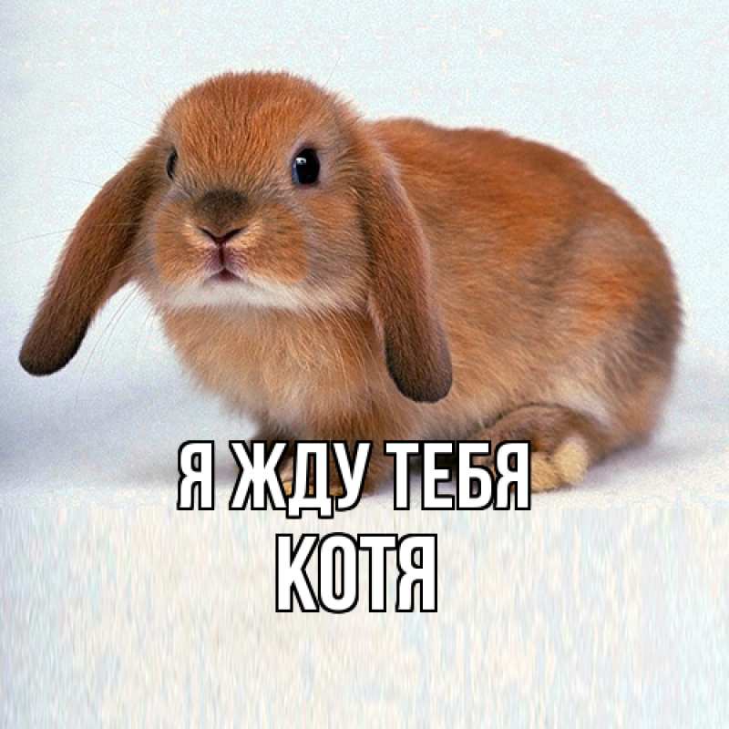Картинка Я жду тебя, Котя
