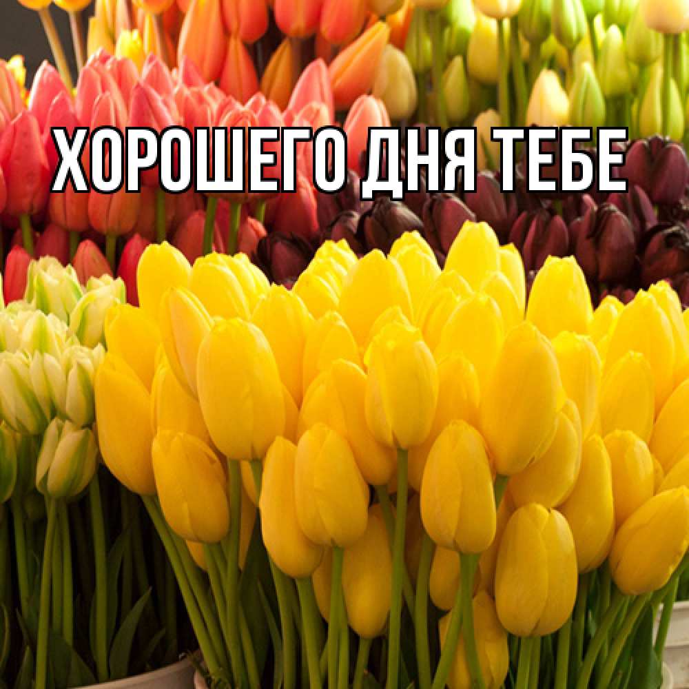 Открытка на каждый день с именем, Родной Люблю тебя цветы Прикольная открытка с пожеланием онлайн скачать бесплатно 