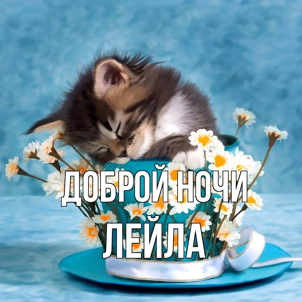 Открытка на каждый день с именем, Лейла Доброй ночи котенок спит в кружке с блюдцем Прикольная открытка с пожеланием онлайн скачать бесплатно 