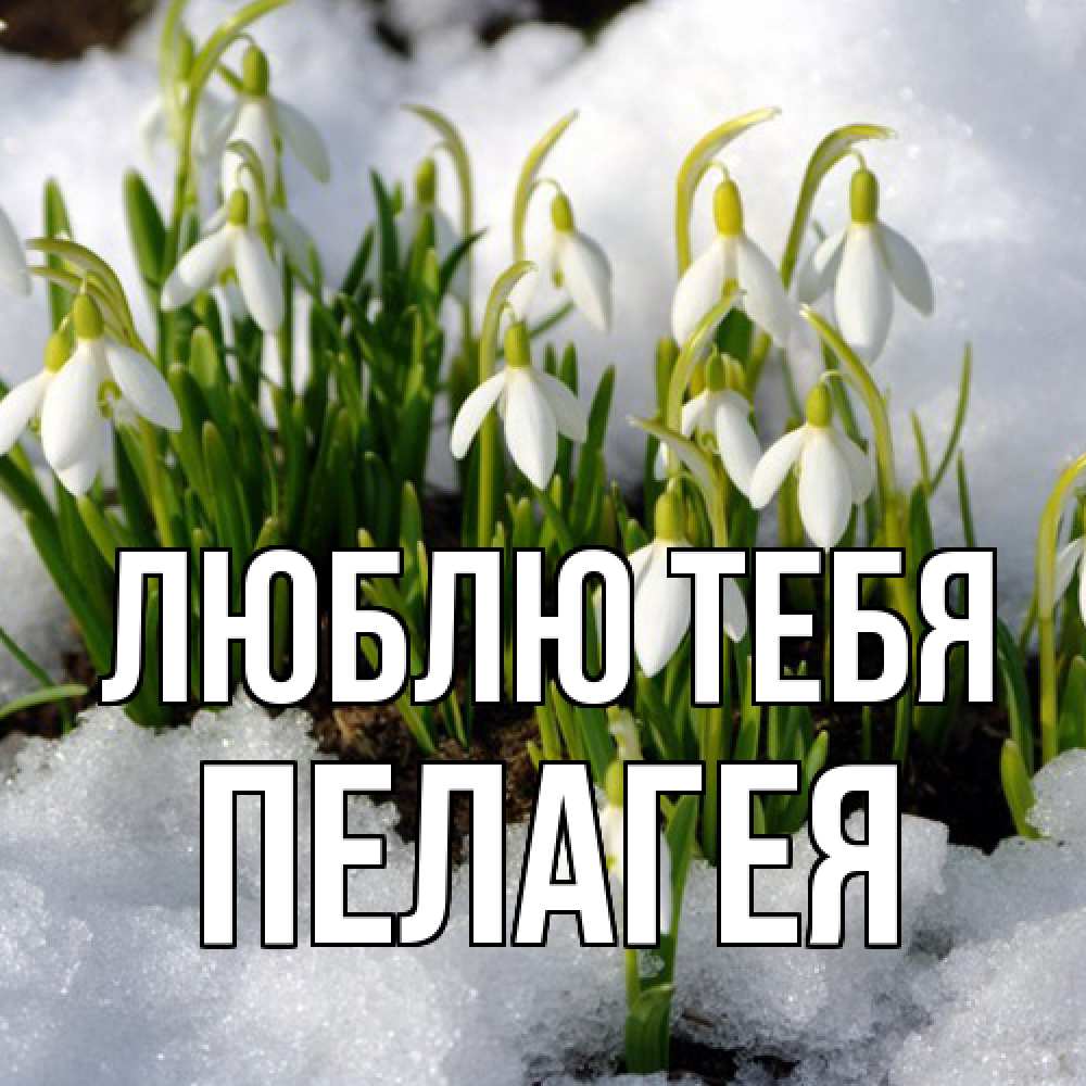 Открытка на каждый день с именем, Пелагея Люблю тебя цветы весенние Прикольная открытка с пожеланием онлайн скачать бесплатно 