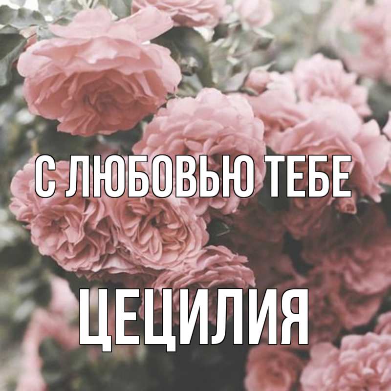 Картинка С любовью тебе, Цецилия
