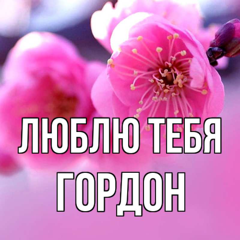 Картинка Люблю тебя, Гордон