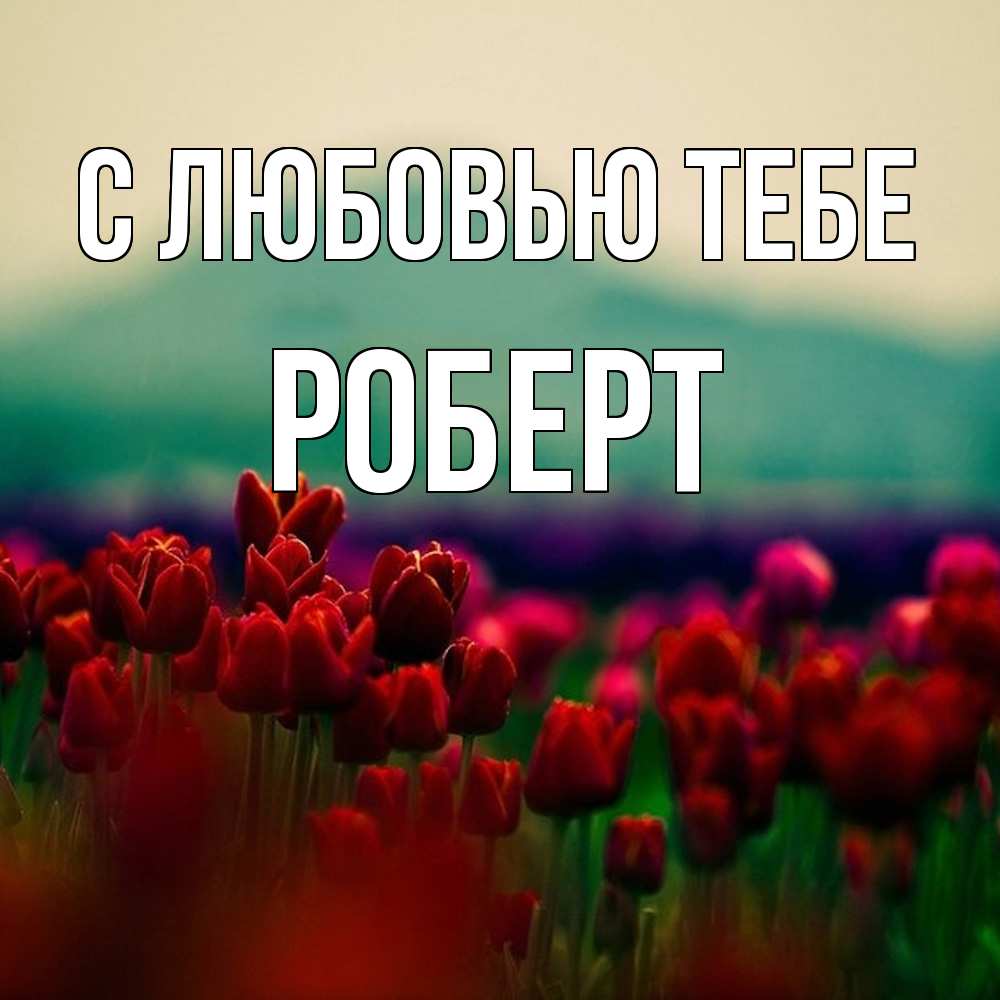 Открытка на каждый день с именем, Роберт С любовью тебе тюльпаны 4 Прикольная открытка с пожеланием онлайн скачать бесплатно 