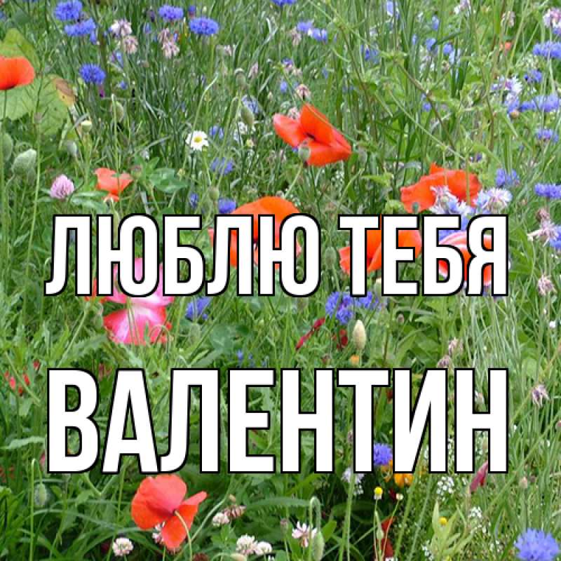 Картинка Люблю тебя, Валентин
