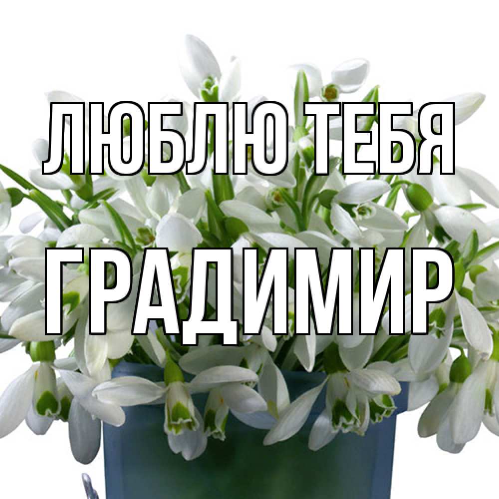 Открытка на каждый день с именем, Градимир Люблю тебя цветы к международному женскому дню Прикольная открытка с пожеланием онлайн скачать бесплатно 