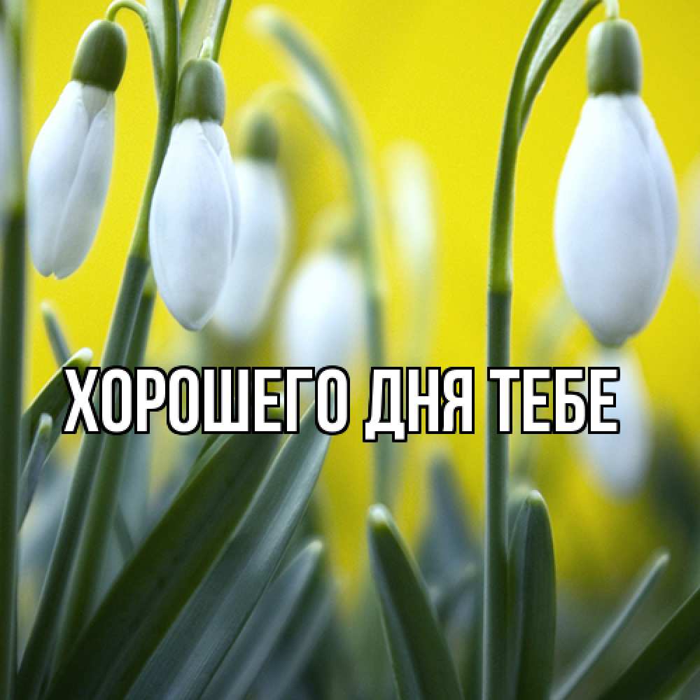 Открытка на каждый день с именем, Родной Люблю тебя весенние цветы Прикольная открытка с пожеланием онлайн скачать бесплатно 