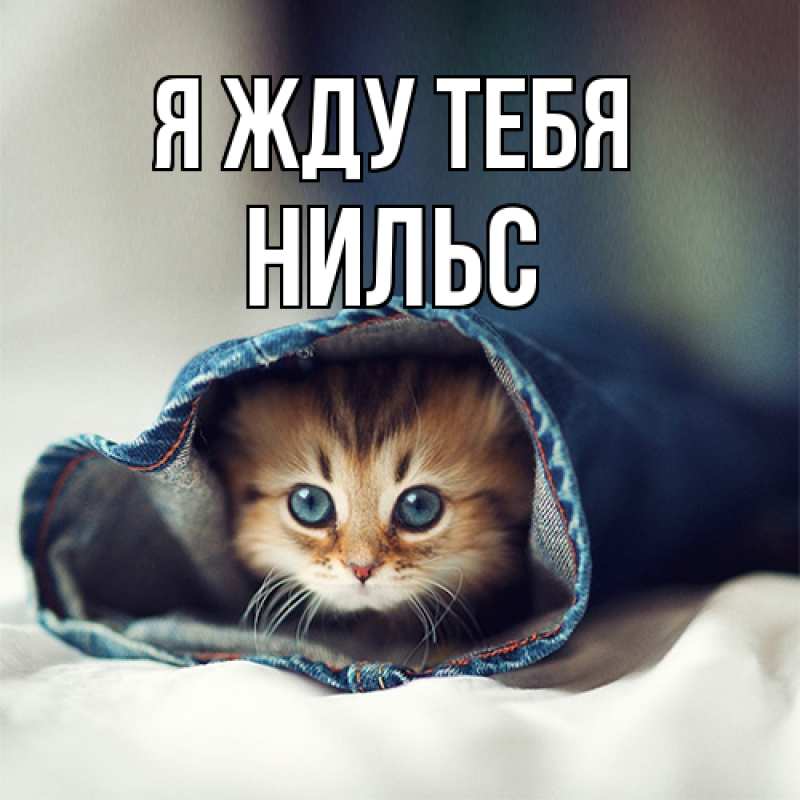 Картинка Я жду тебя, Нильс
