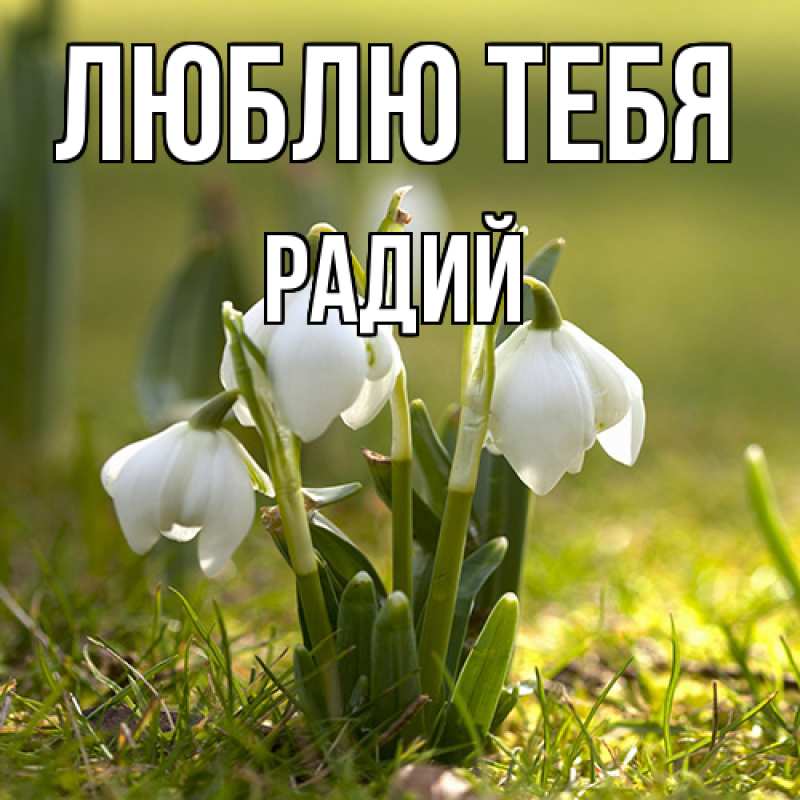 Картинка Люблю тебя, Радий