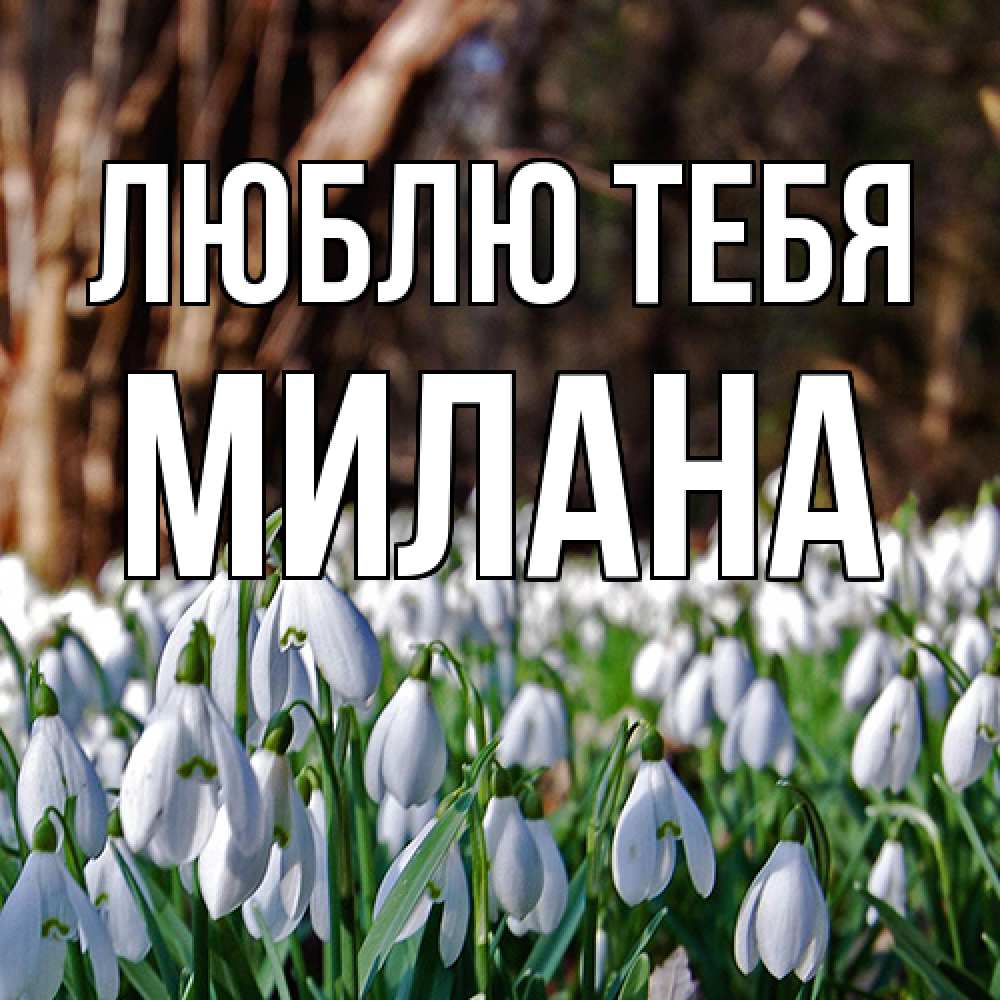 Открытка на каждый день с именем, Милана Люблю тебя с подснежниками 1 Прикольная открытка с пожеланием онлайн скачать бесплатно 