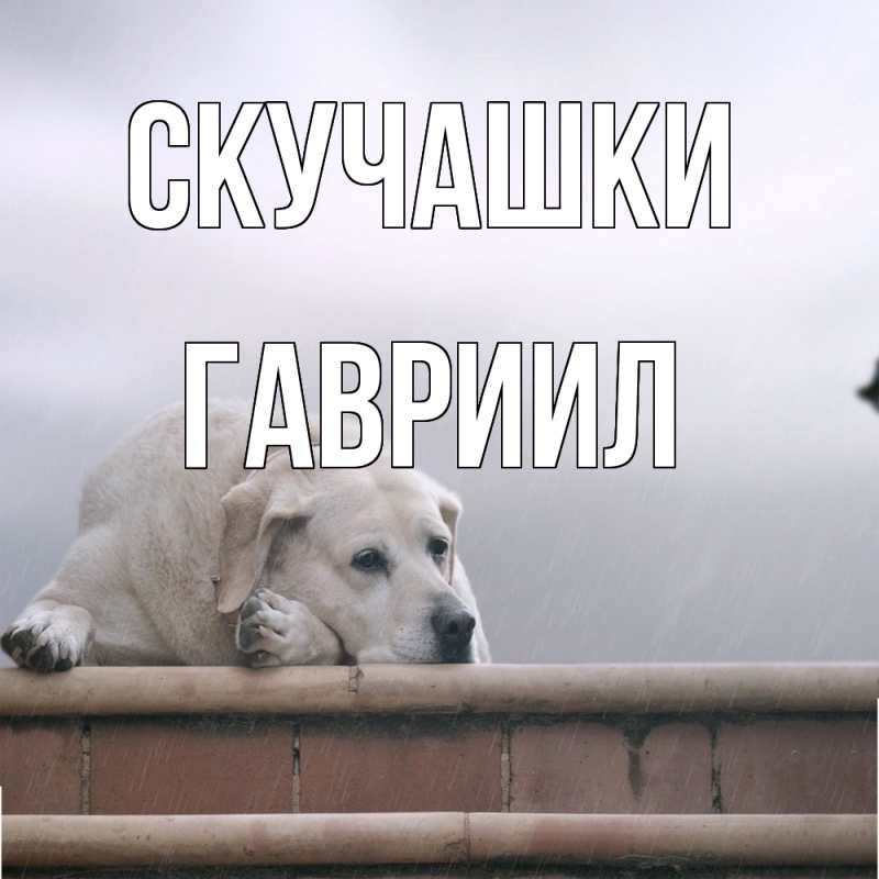 Картинка Скучашки, Гавриил