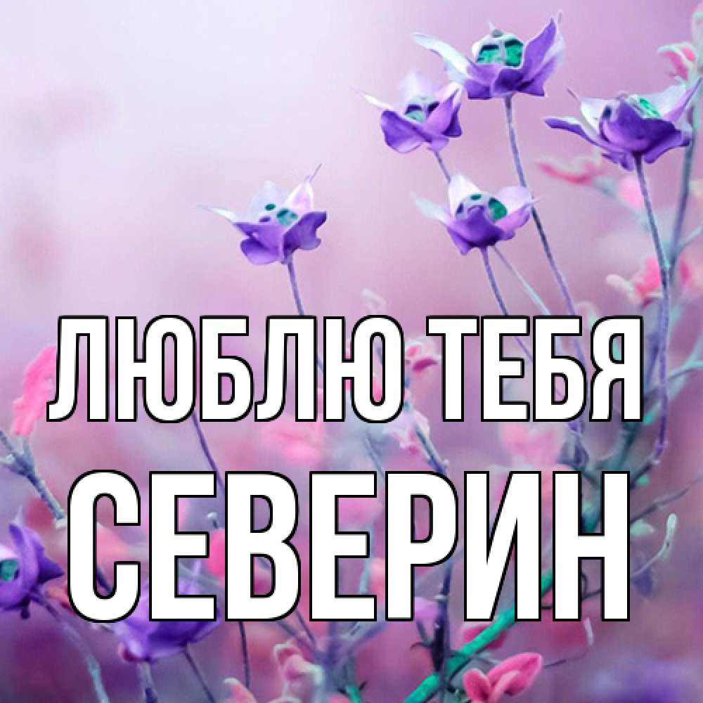 Открытка на каждый день с именем, Северин Люблю тебя международный женский день 2 Прикольная открытка с пожеланием онлайн скачать бесплатно 