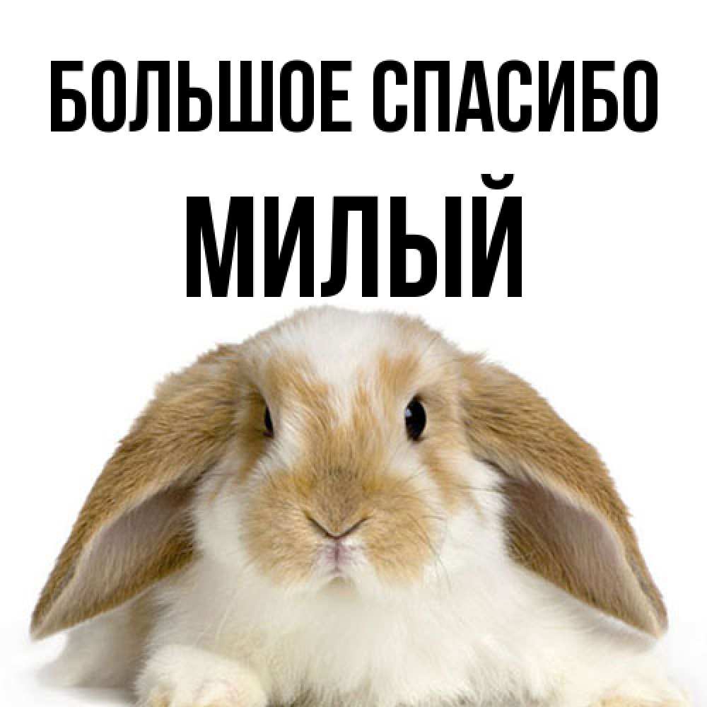 Открытка на каждый день с именем, Милый Большое спасибо коричнево белый заяц Прикольная открытка с пожеланием онлайн скачать бесплатно 