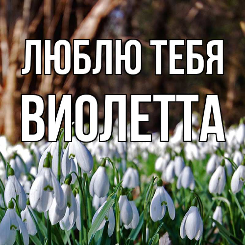 Картинка Люблю тебя, Виолетта