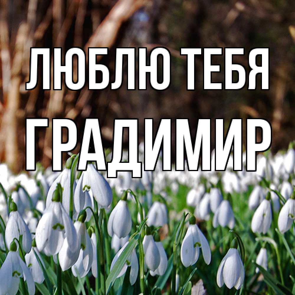 Открытка на каждый день с именем, Градимир Люблю тебя с подснежниками 1 Прикольная открытка с пожеланием онлайн скачать бесплатно 