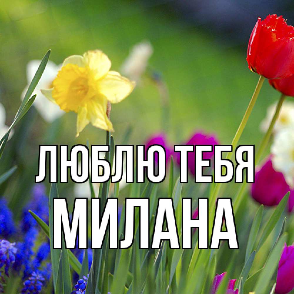 Открытка на каждый день с именем, Милана Люблю тебя международный женский день 3 Прикольная открытка с пожеланием онлайн скачать бесплатно 