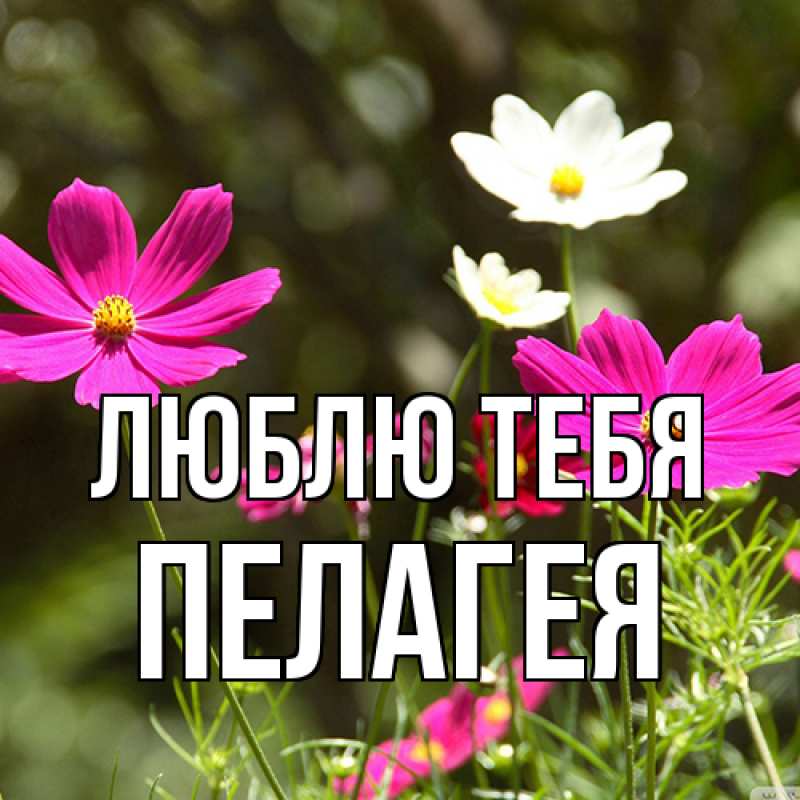 Картинка Люблю тебя, Пелагея