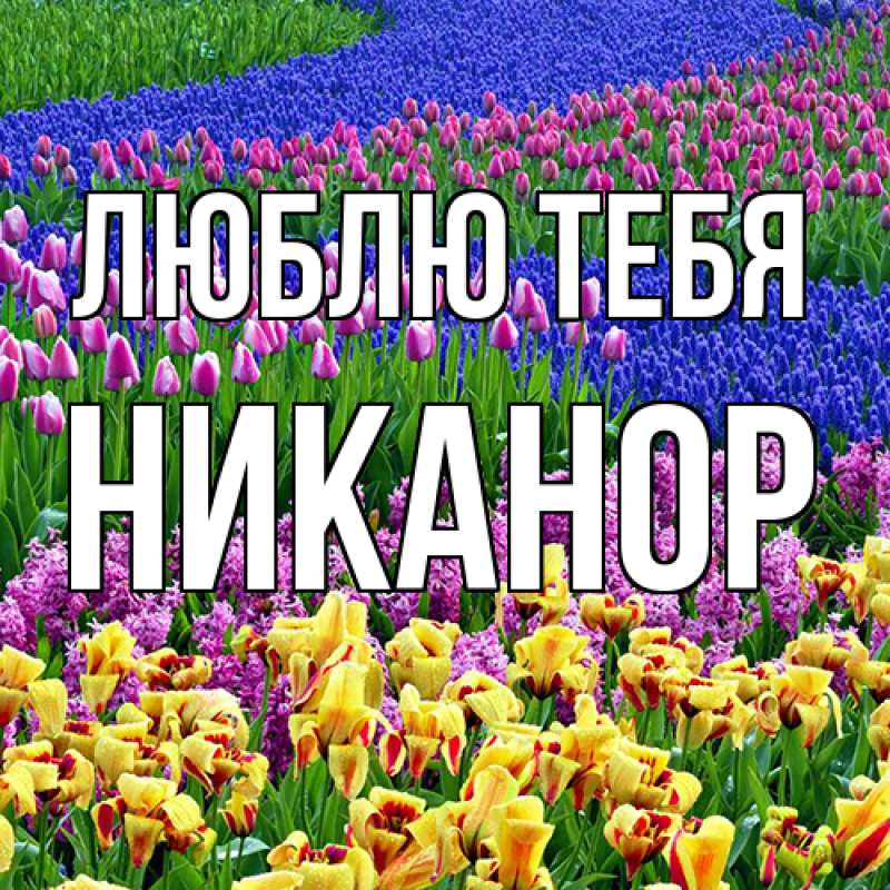 Картинка Люблю тебя, Никанор