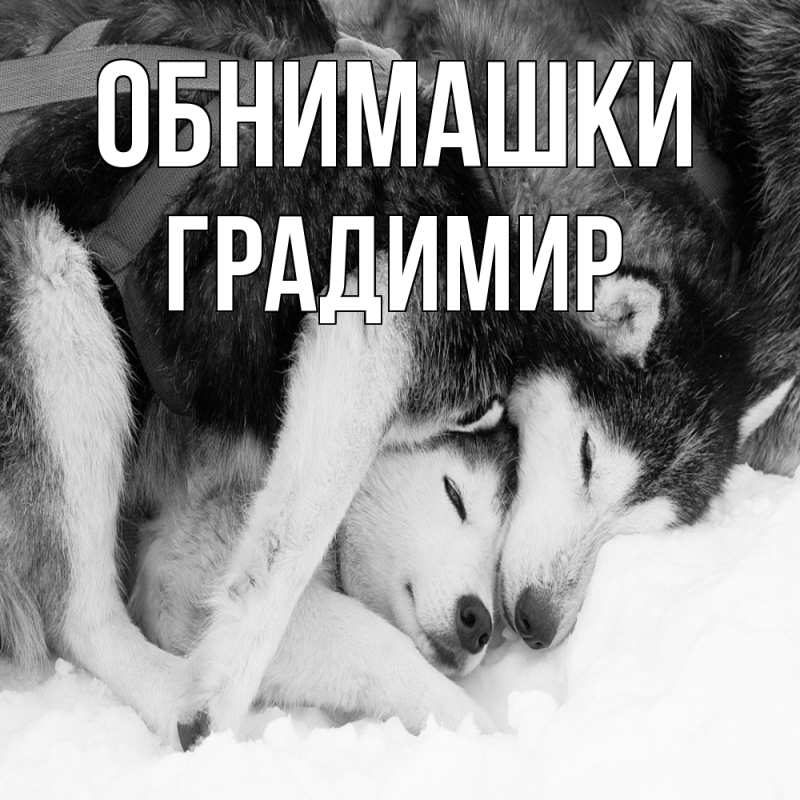 Картинка Обнимашки, Градимир
