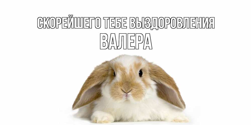 Открытка на каждый день с именем, Валера Скорейшего тебе выздоровления вислоухий кролик белого и коричневого цвета Прикольная открытка с пожеланием онлайн скачать бесплатно 