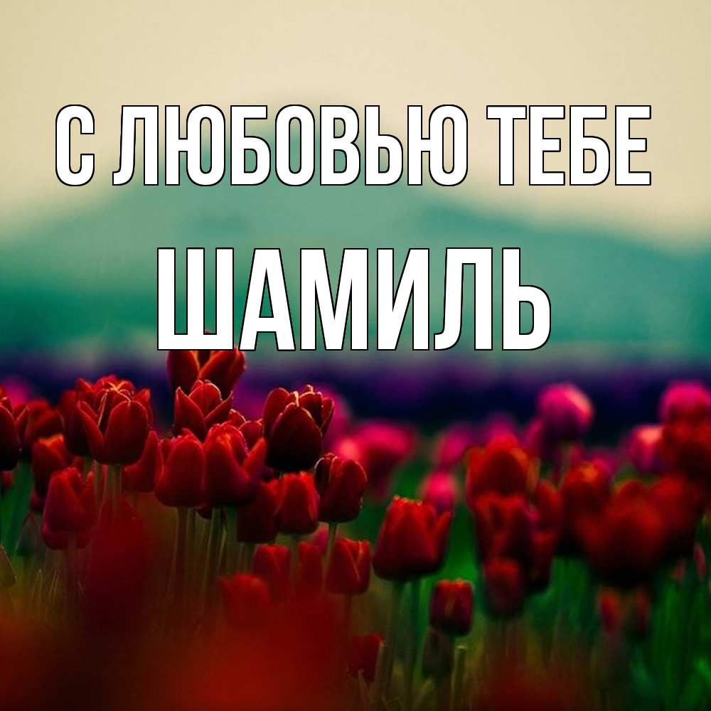 Открытка на каждый день с именем, Шамиль С любовью тебе тюльпаны 4 Прикольная открытка с пожеланием онлайн скачать бесплатно 