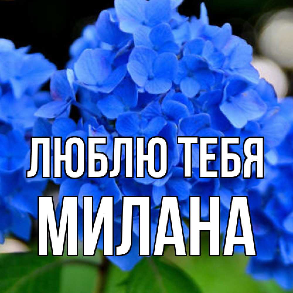 Открытка на каждый день с именем, Милана Люблю тебя синие цветы Прикольная открытка с пожеланием онлайн скачать бесплатно 