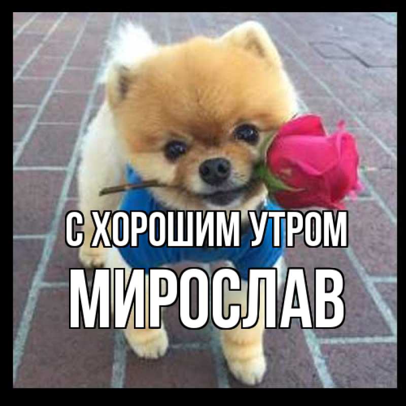 Картинка С хорошим утром, Мирослав