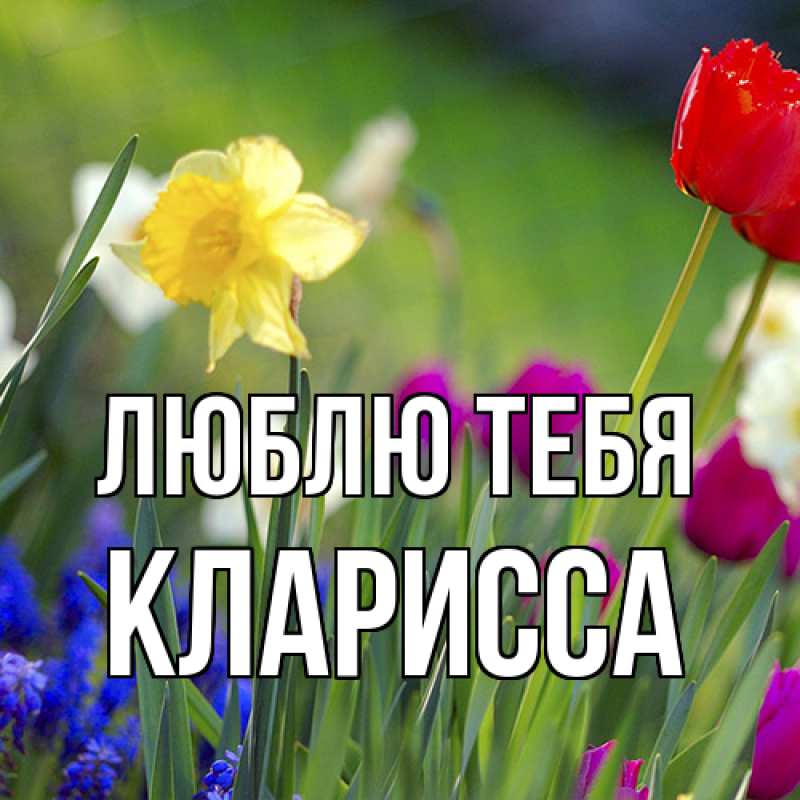 Картинка Люблю тебя, Кларисса