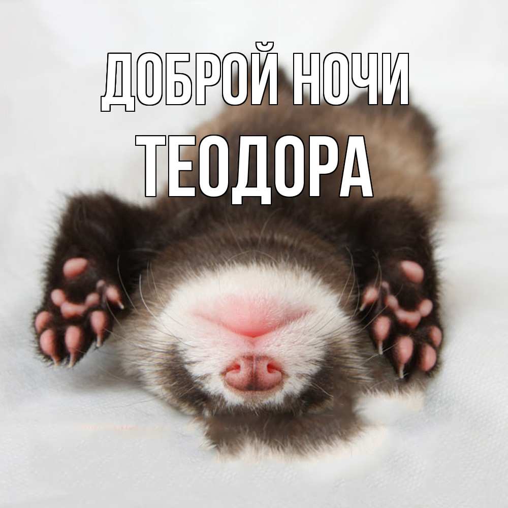 Открытка на каждый день с именем, Теодора Доброй ночи зверек Прикольная открытка с пожеланием онлайн скачать бесплатно 