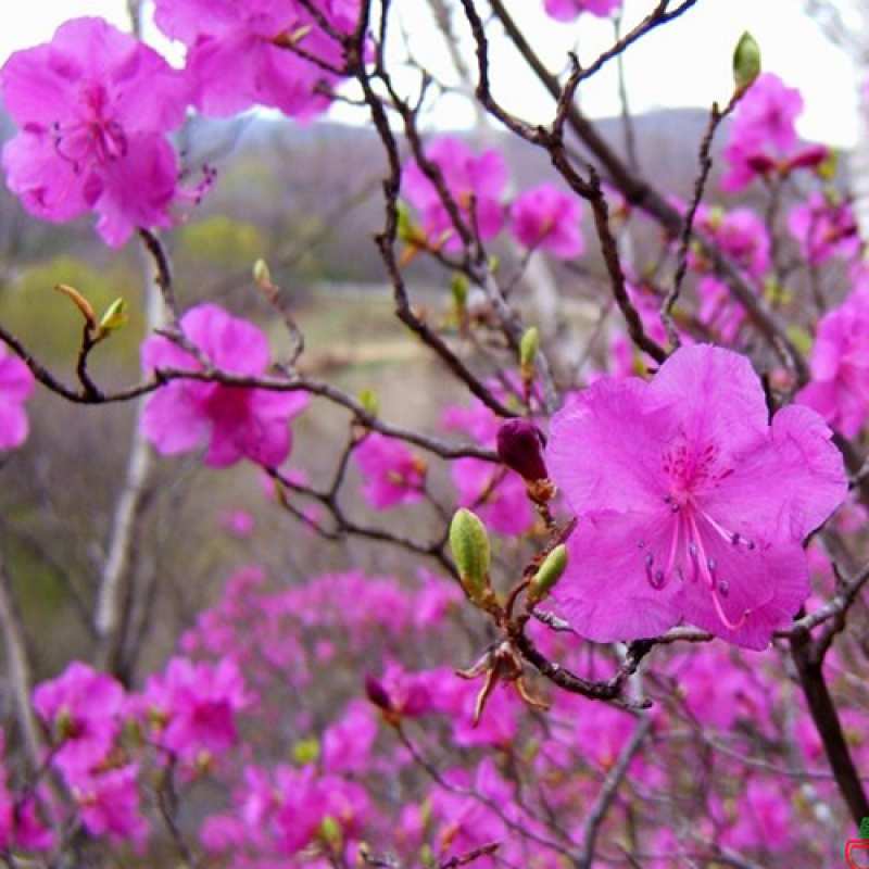 Картинка Люблю тебя, 