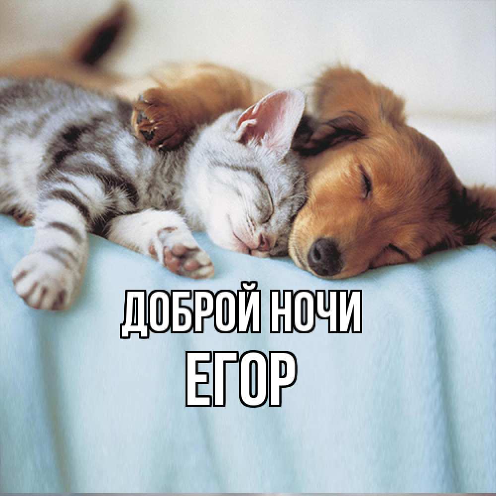 Открытка на каждый день с именем, Егор Доброй ночи с животными Прикольная открытка с пожеланием онлайн скачать бесплатно 