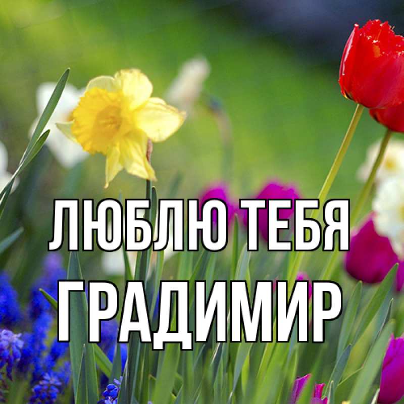 Картинка Люблю тебя, Градимир