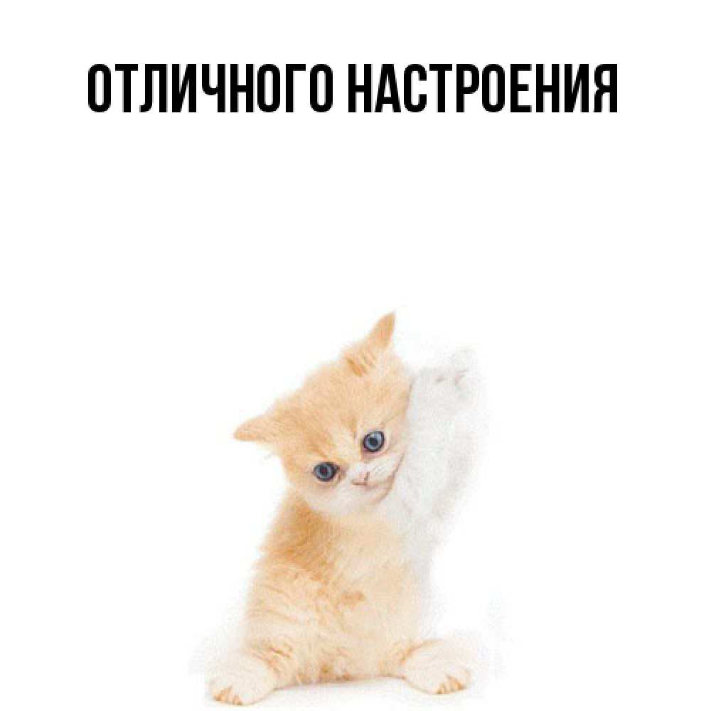 Открытка на каждый день с именем, Киска-моя Я жду тебя зверушки и милота Прикольная открытка с пожеланием онлайн скачать бесплатно 