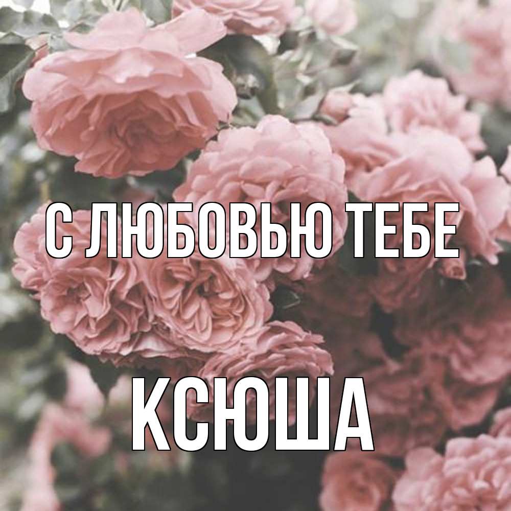 Открытка на каждый день с именем, Ксюша С любовью тебе розы 3 Прикольная открытка с пожеланием онлайн скачать бесплатно 