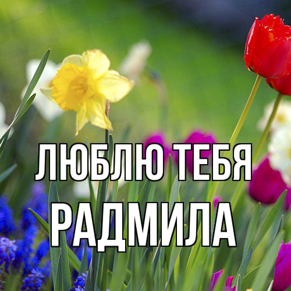 Открытка на каждый день с именем, Радмила Люблю тебя международный женский день 3 Прикольная открытка с пожеланием онлайн скачать бесплатно 
