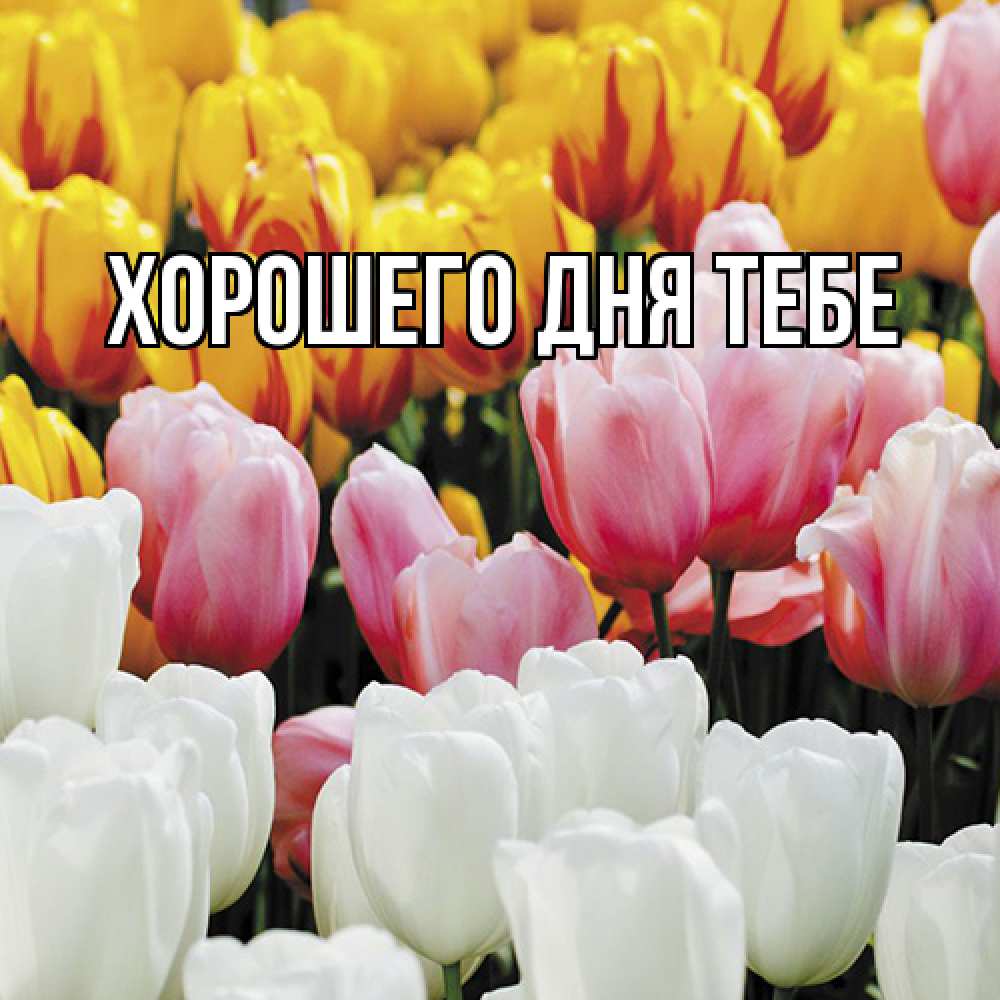 Открытка на каждый день с именем, Родной Люблю тебя разноцветные цветы Прикольная открытка с пожеланием онлайн скачать бесплатно 