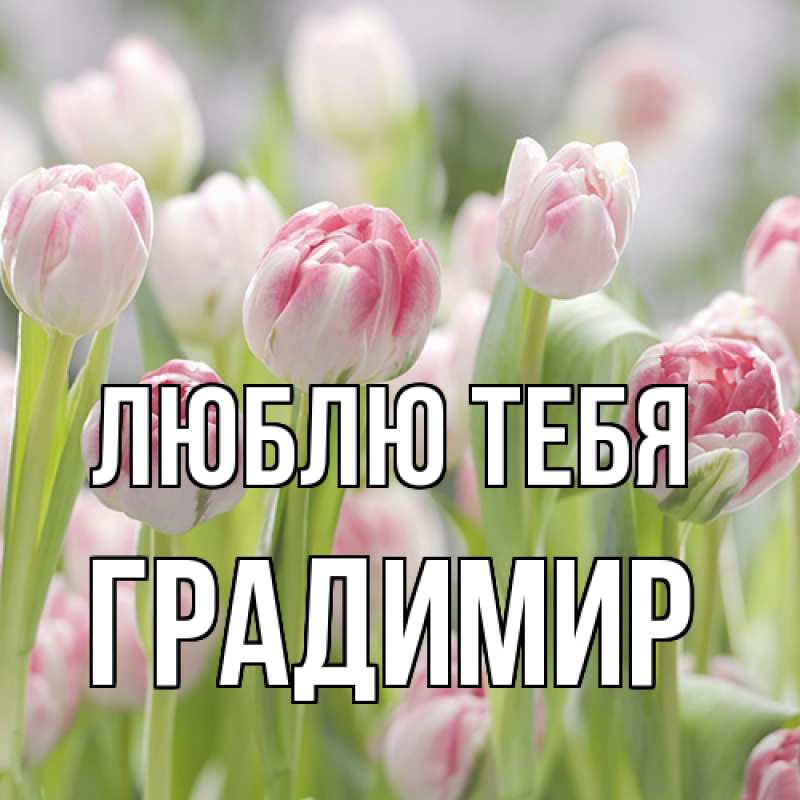 Картинка Люблю тебя, Градимир