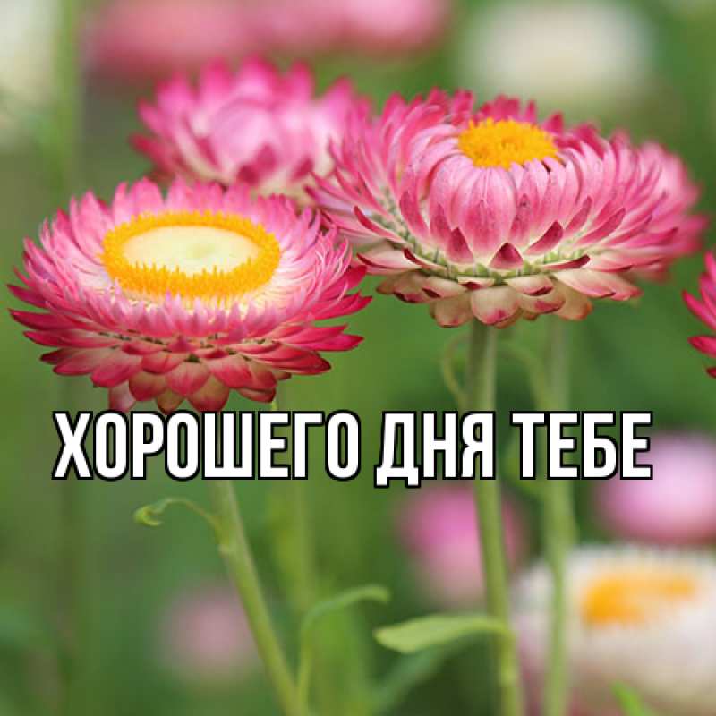 Картинка Люблю тебя, Гордон