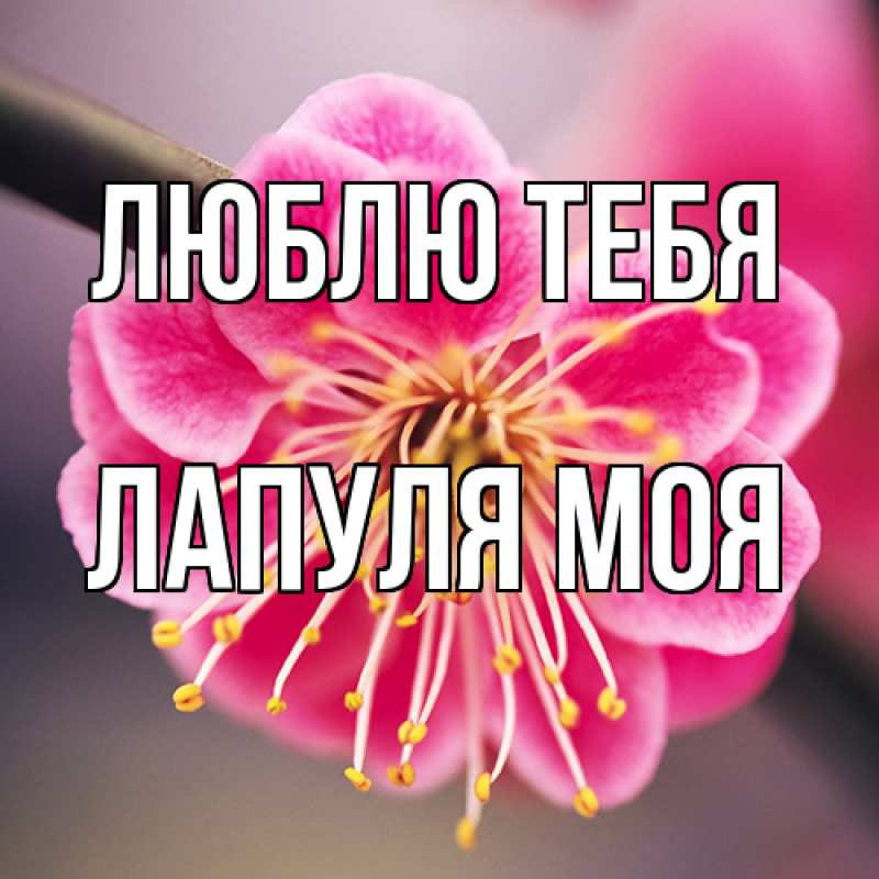 Картинка Люблю тебя, Лапуля моя