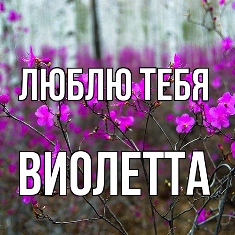 Картинка Люблю тебя, Виолетта