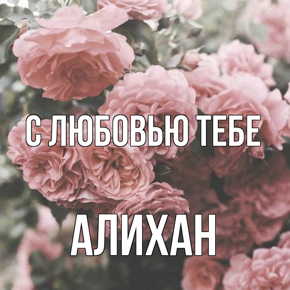 Открытка на каждый день с именем, Алихан С любовью тебе розы 3 Прикольная открытка с пожеланием онлайн скачать бесплатно 