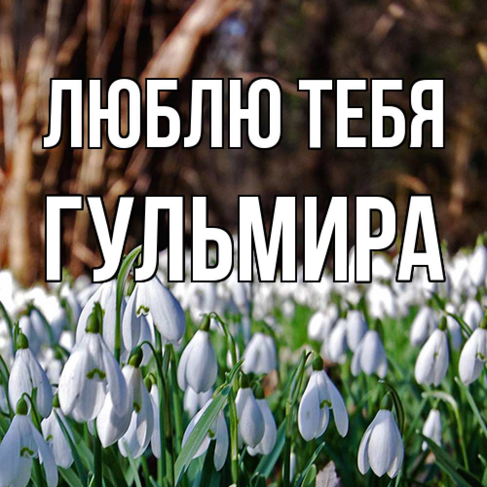 Открытка на каждый день с именем, Гульмира Люблю тебя с подснежниками 1 Прикольная открытка с пожеланием онлайн скачать бесплатно 