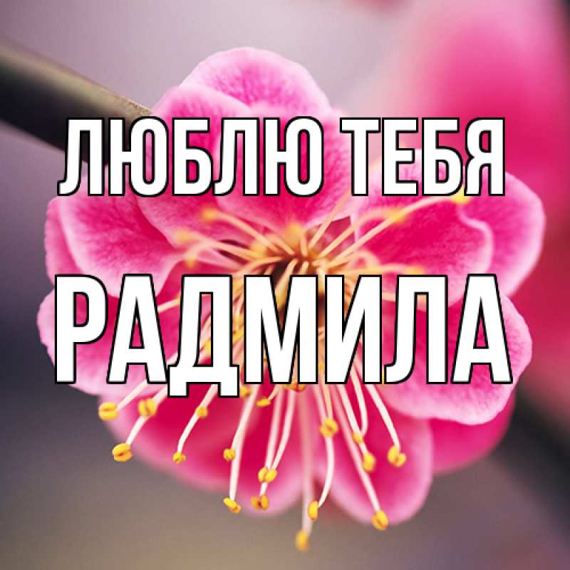 Картинка Люблю тебя, Радмила
