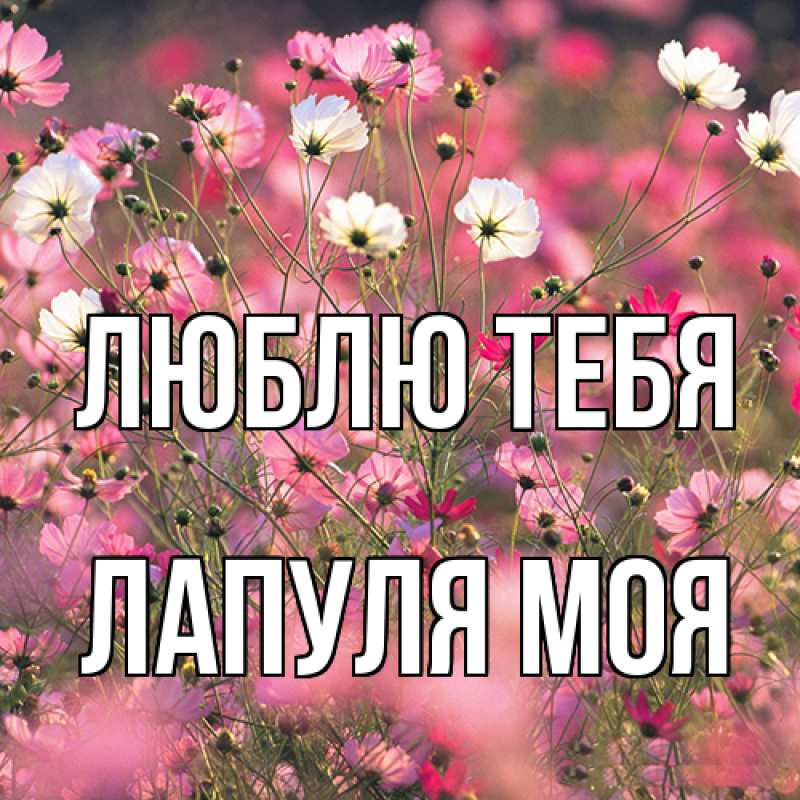 Картинка Люблю тебя, Лапуля моя