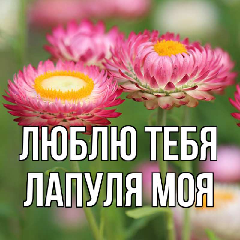 Картинка Люблю тебя, Лапуля моя