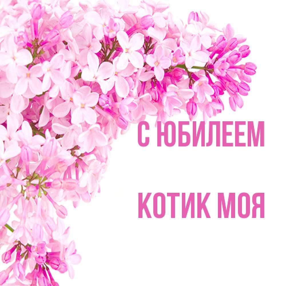 Открытка на каждый день с именем, Котик-моя C юбилеем Сирень на белом фоне Прикольная открытка с пожеланием онлайн скачать бесплатно 