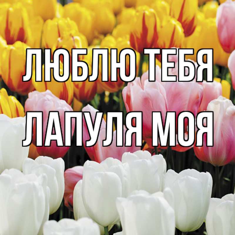 Картинка Люблю тебя, Лапуля моя