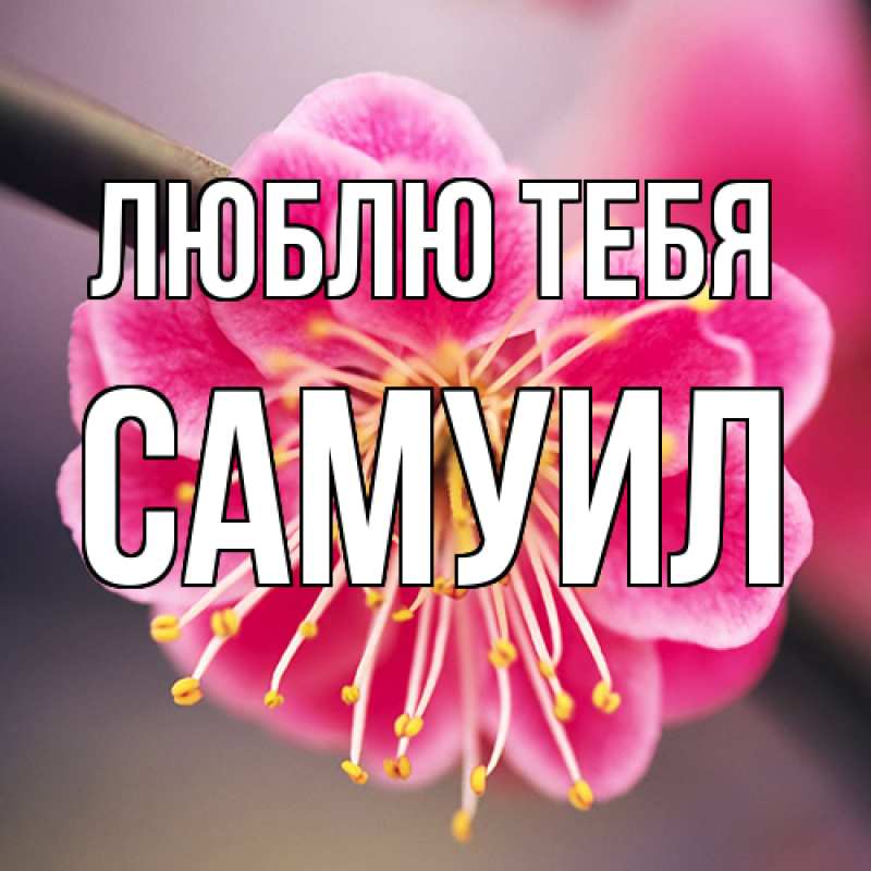 Картинка Люблю тебя, Самуил