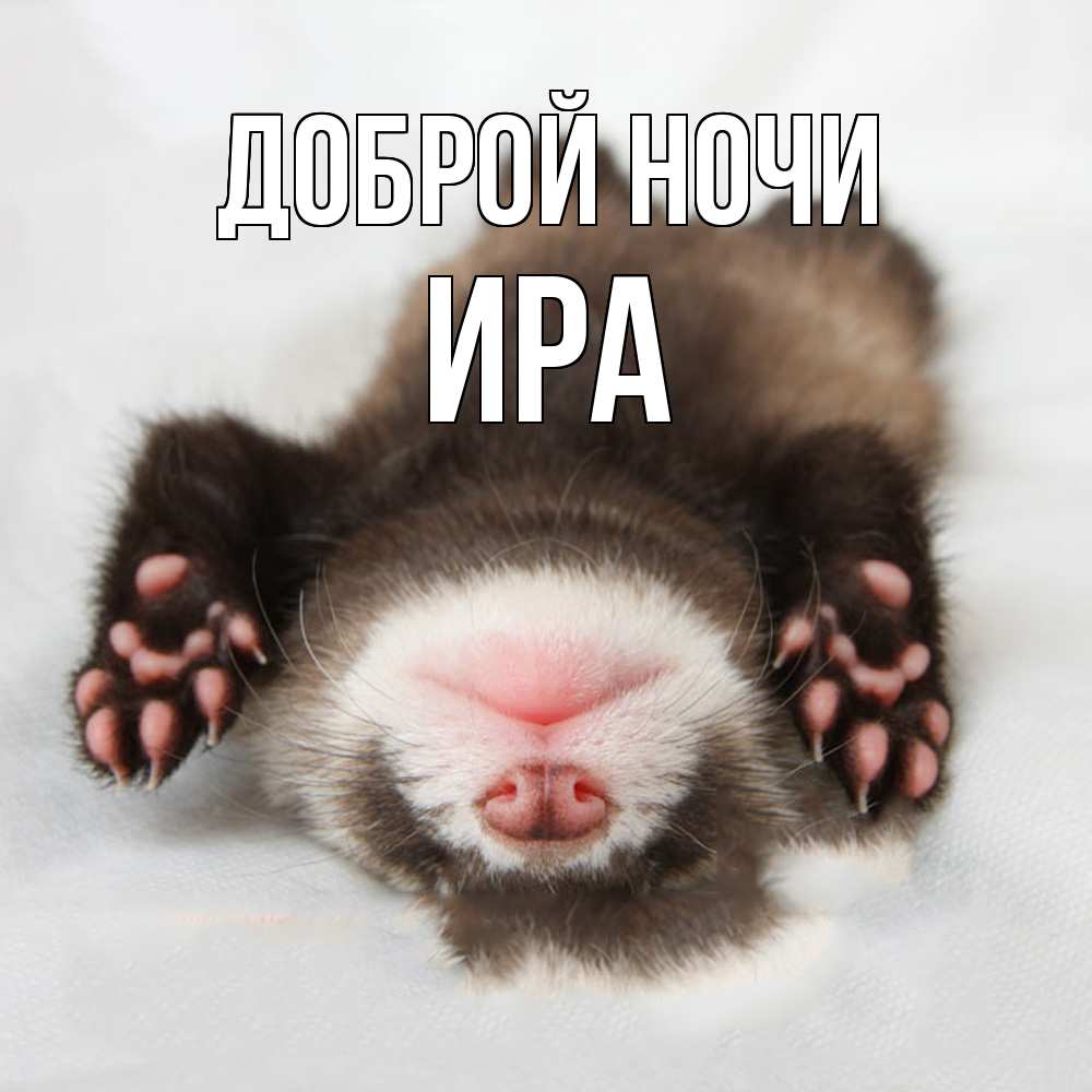 Открытка на каждый день с именем, Ира Доброй ночи зверек Прикольная открытка с пожеланием онлайн скачать бесплатно 
