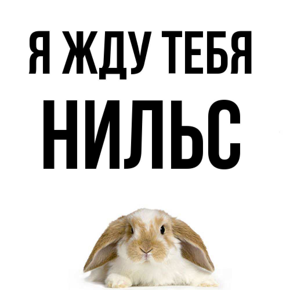 Открытка на каждый день с именем, Нильс Я жду тебя подписать своими руками онлайн Прикольная открытка с пожеланием онлайн скачать бесплатно 