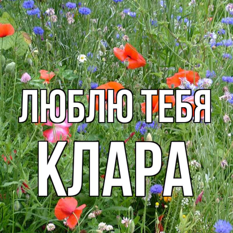Картинка Люблю тебя, Клара